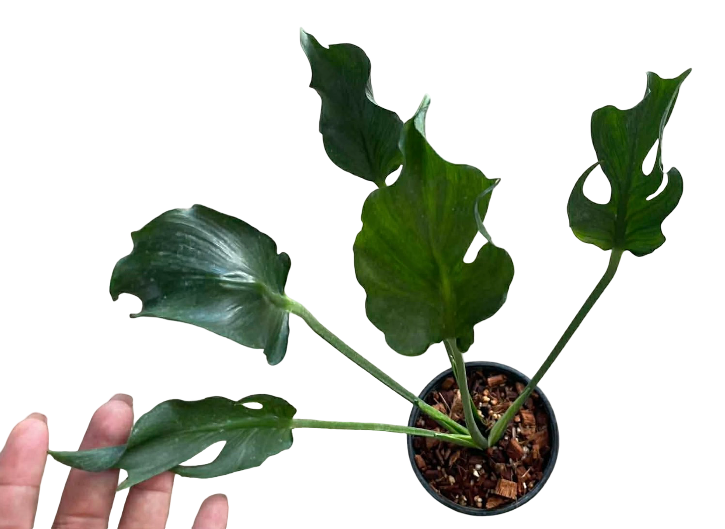 Buy Monstera deliciosa 'Full Mint Marble'… | Thailand Export