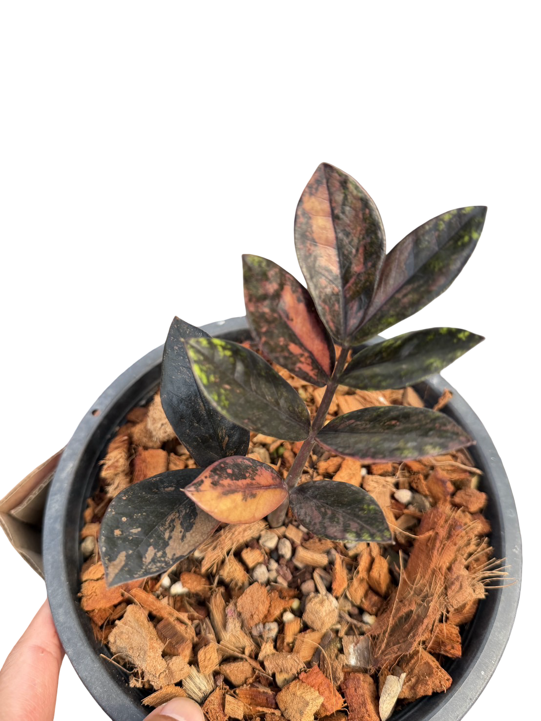 Zamioculcas zamiifolia Black Raven Pink Variegated