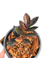 Zamioculcas zamiifolia Black Raven Pink Variegated