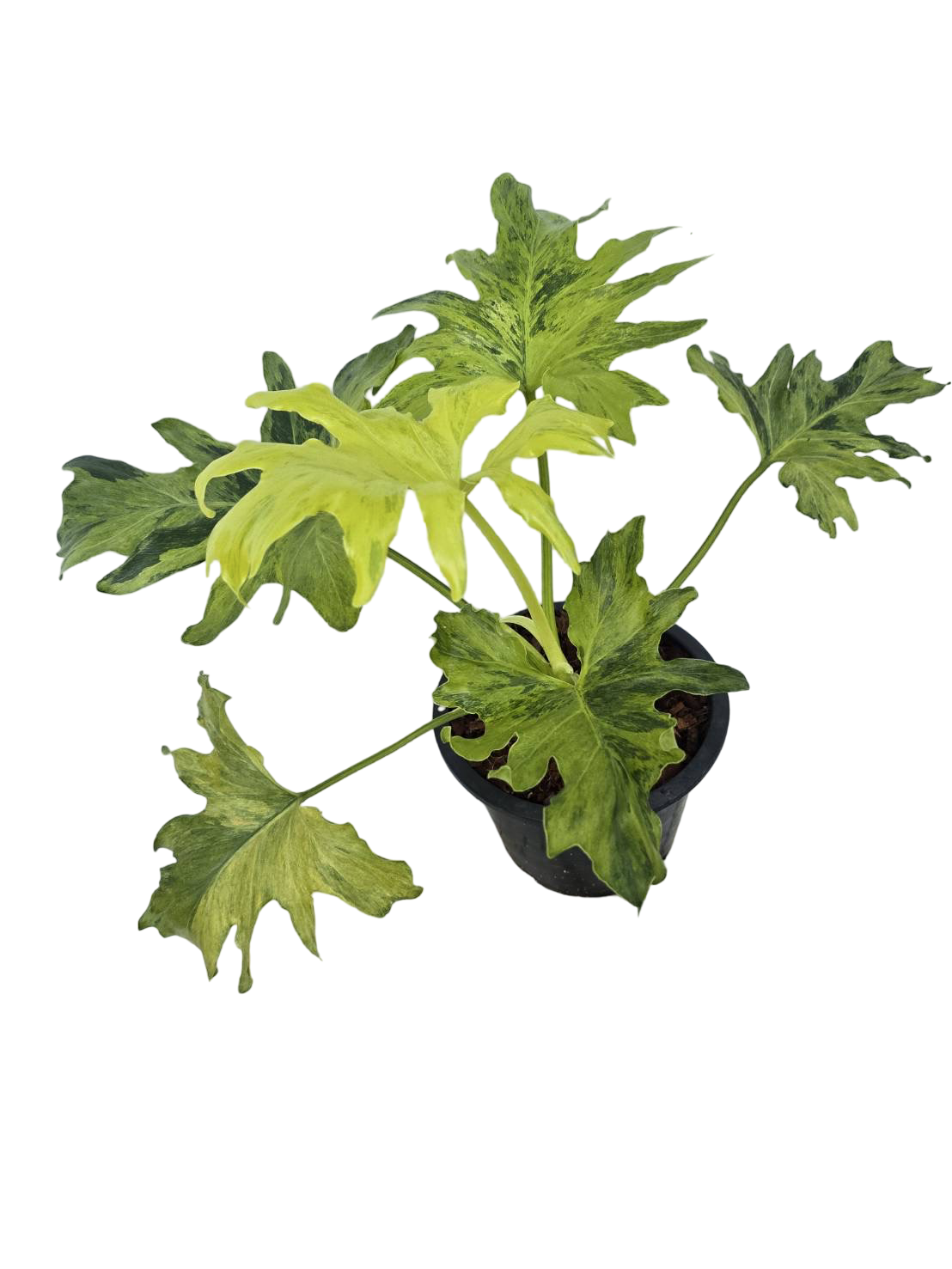 Philodendron Selloum Variegated