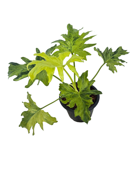 Philodendron Selloum Variegated