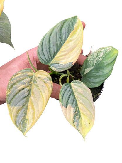 Philodendron Brandtianum Variegated