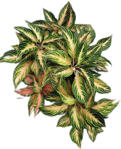 Aglaonema “Pink Panama” Wholesale Set of 10 Plants