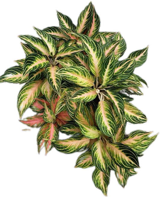Aglaonema “Pink Panama” Wholesale Set of 10 Plants