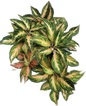 Aglaonema “Pink Panama” Wholesale Set of 10 Plants