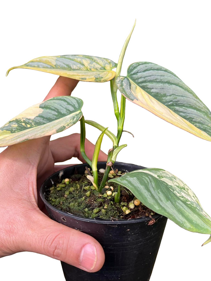 Philodendron Brandtianum Variegated