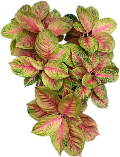 Aglaonema “Ruay Lap” (Lucky Wealth Aglaonema) Wholesale Set of 10 Plants