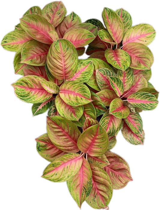 Aglaonema “Ruay Lap” (Lucky Wealth Aglaonema) Wholesale Set of 10 Plants