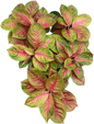Aglaonema “Ruay Lap” (Lucky Wealth Aglaonema) Wholesale Set of 10 Plants