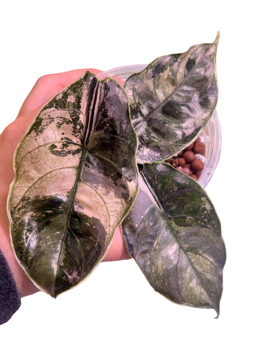 Alocasia azlanii ‘Albo Pink’ Variegated