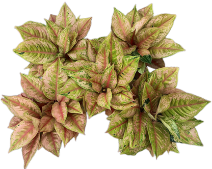 Aglaonema “Prakai Petch” Set of 10 Plants
