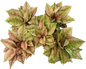 Aglaonema “Prakai Petch” Set of 10 Plants