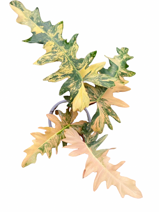 Philodendron ‘Solene’ Variegated – Rare Collector Hybrid