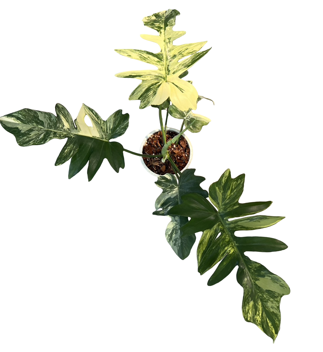 Philodendron Florida Beauty × Distantilobum Hybrid