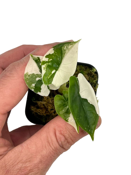 Alocasia puncak borneensis Albo Variegated