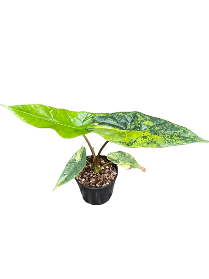 Alocasia Simpo Aurea Variegated