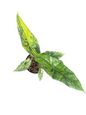 Alocasia Simpo Aurea Variegated