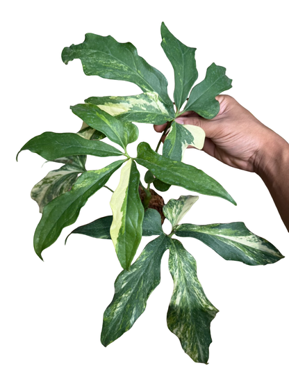 Anthurium clavigerum Variegated