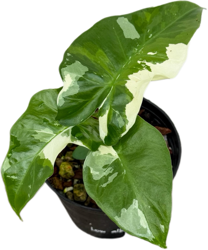 Alocasia “Low Rider” Albo Variegated Set of 10 Plants