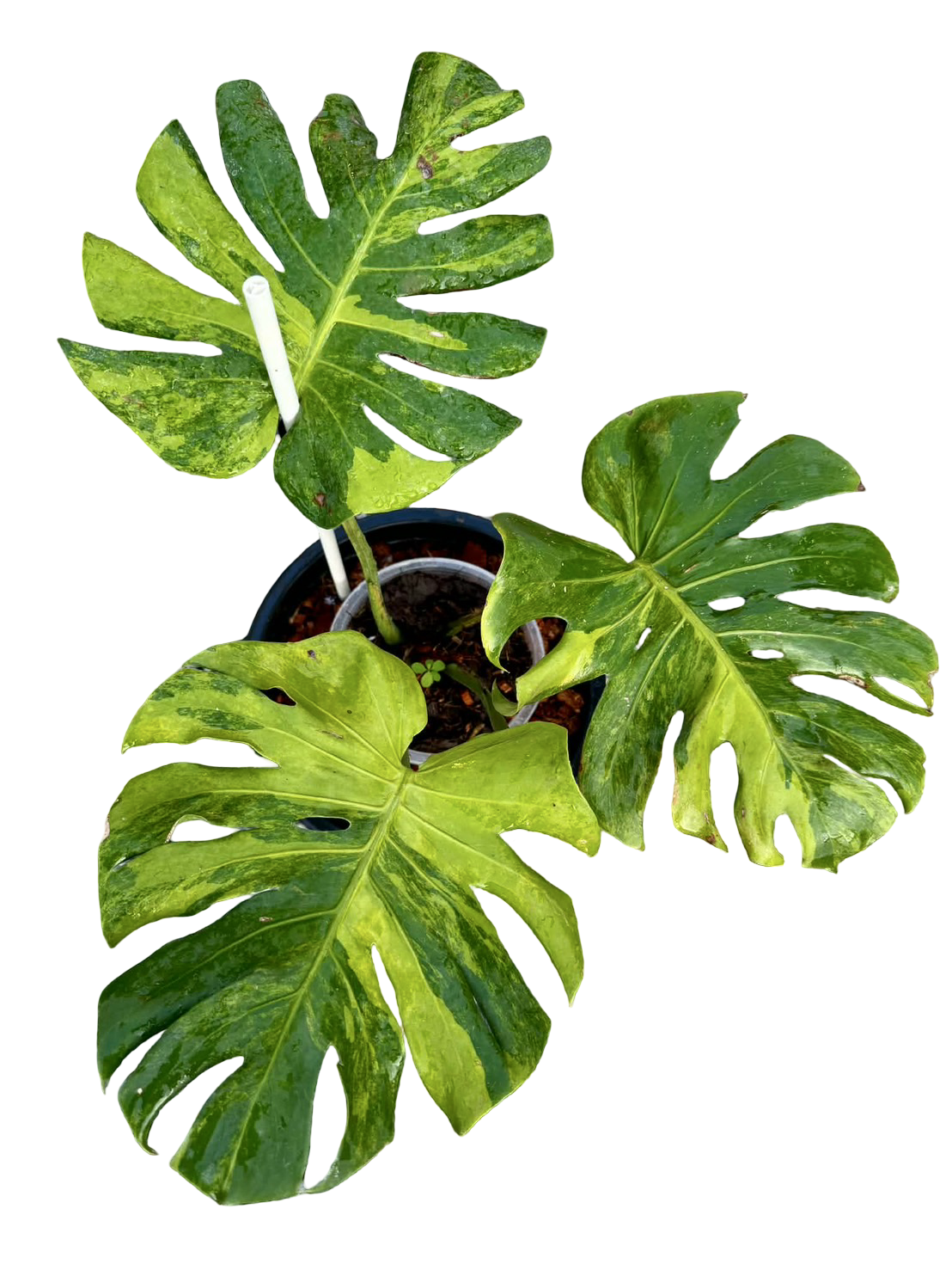 Monstera deliciosa ‘Green Apple’ (Rare Variegated Type)
