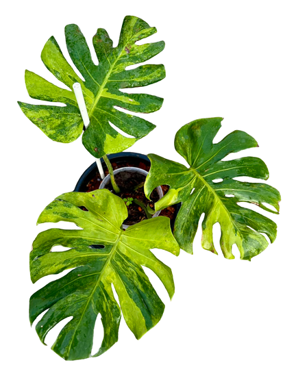 Monstera deliciosa ‘Green Apple’ (Rare Variegated Type)