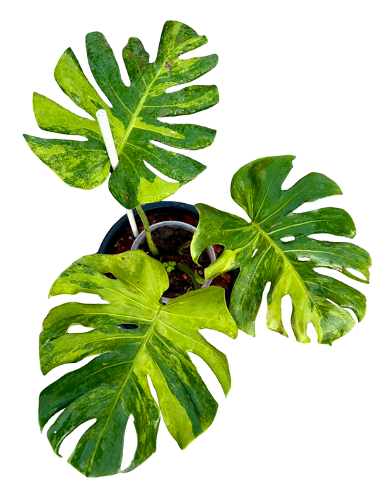 Monstera deliciosa ‘Green Apple’ (Rare Variegated Type)