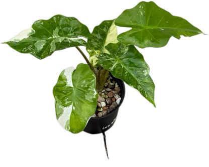 Alocasia “Low Rider” Albo Variegated Set of 10 Plants