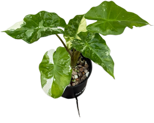 Alocasia “Low Rider” Albo Variegated Set of 10 Plants