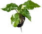 Alocasia “Low Rider” Albo Variegated Set of 10 Plants