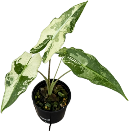 Alocasia Sarian Albo Variegated