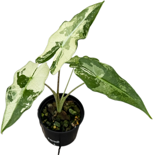 Alocasia Sarian Albo Variegated