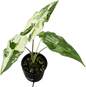 Alocasia Sarian Albo Variegated
