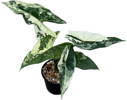 Alocasia Simpo Albo Variegated