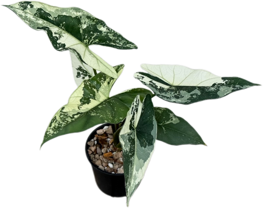 Alocasia Simpo Albo Variegated