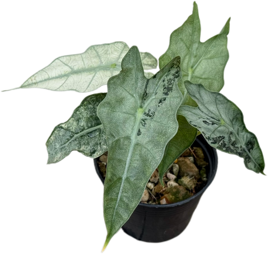 Alocasia Amazonica Mint Variegated
