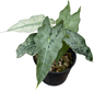 Alocasia Amazonica Mint Variegated