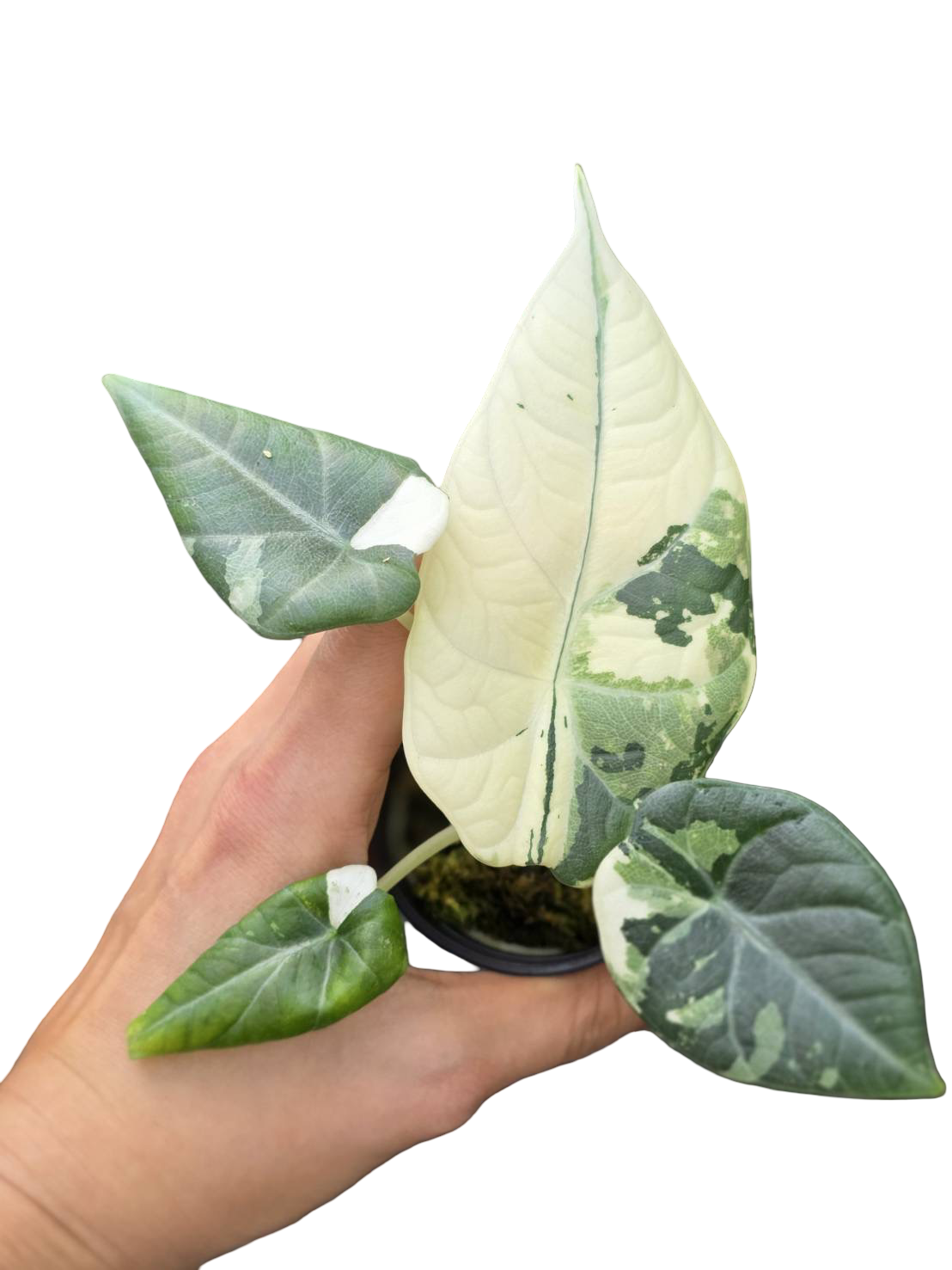 Buy Alocasia Maharani Albo Variegated | Thailand Export