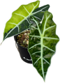 Alocasia Amazonica Aurea Variegated