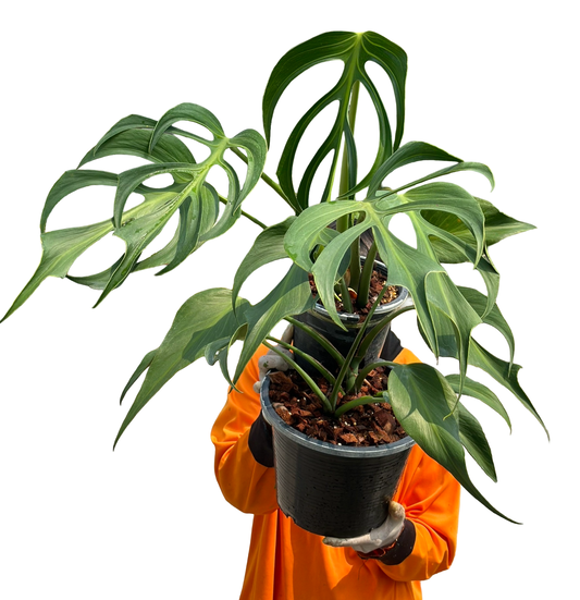 Monstera Burle Marx Flame Big Size