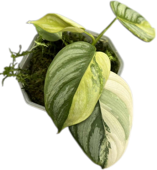 Philodendron Brandtianum Variegated