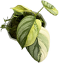 Philodendron Brandtianum Variegated