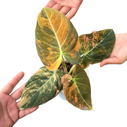 Philodendron Melanochrysum Orange Variegated