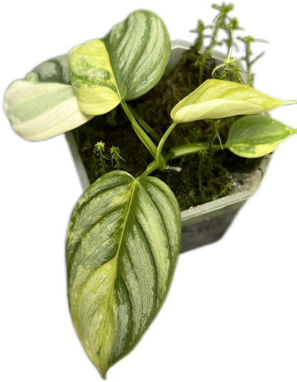 Philodendron Brandtianum Variegated