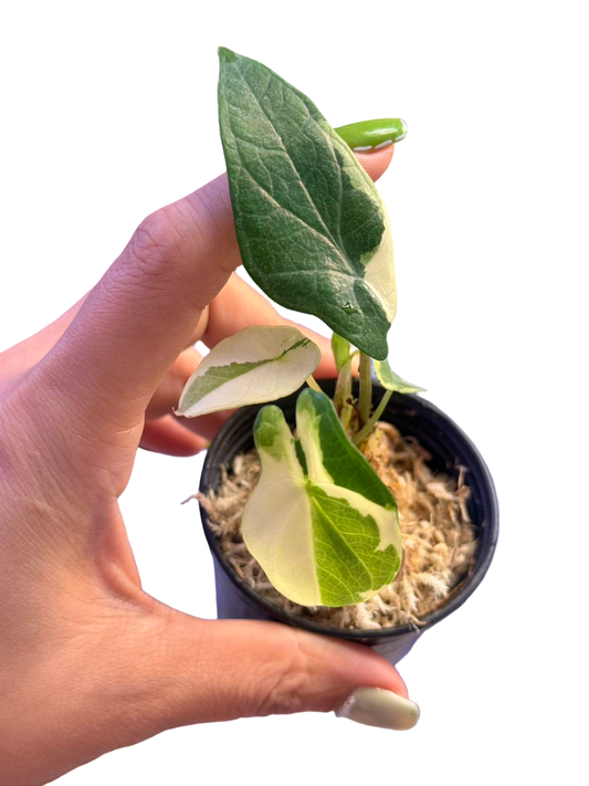 Alocasia scalprum Albo Variegated