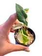 Alocasia scalprum Albo Variegated
