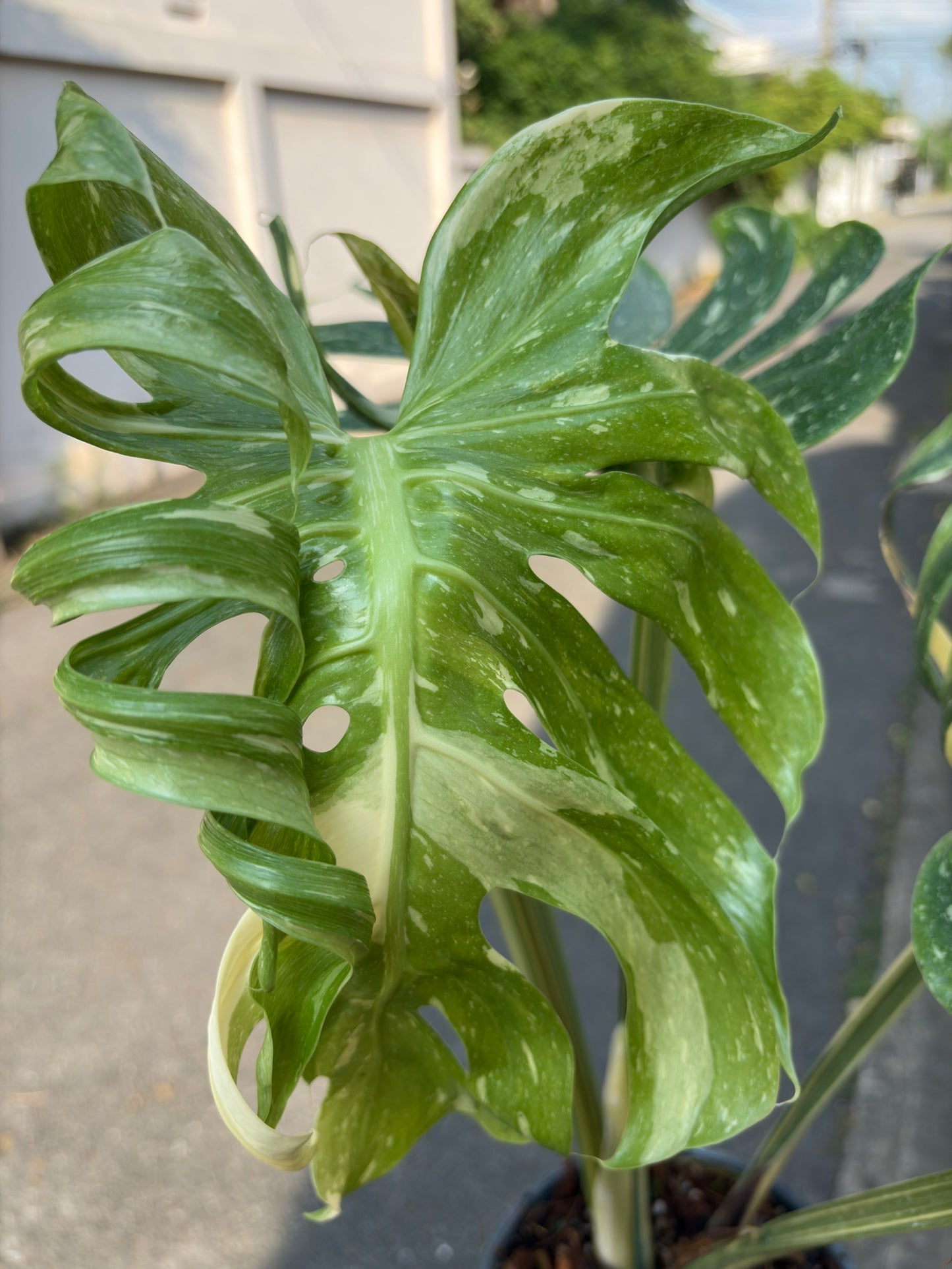 Rare Monstera Deliciosa “Medusa”