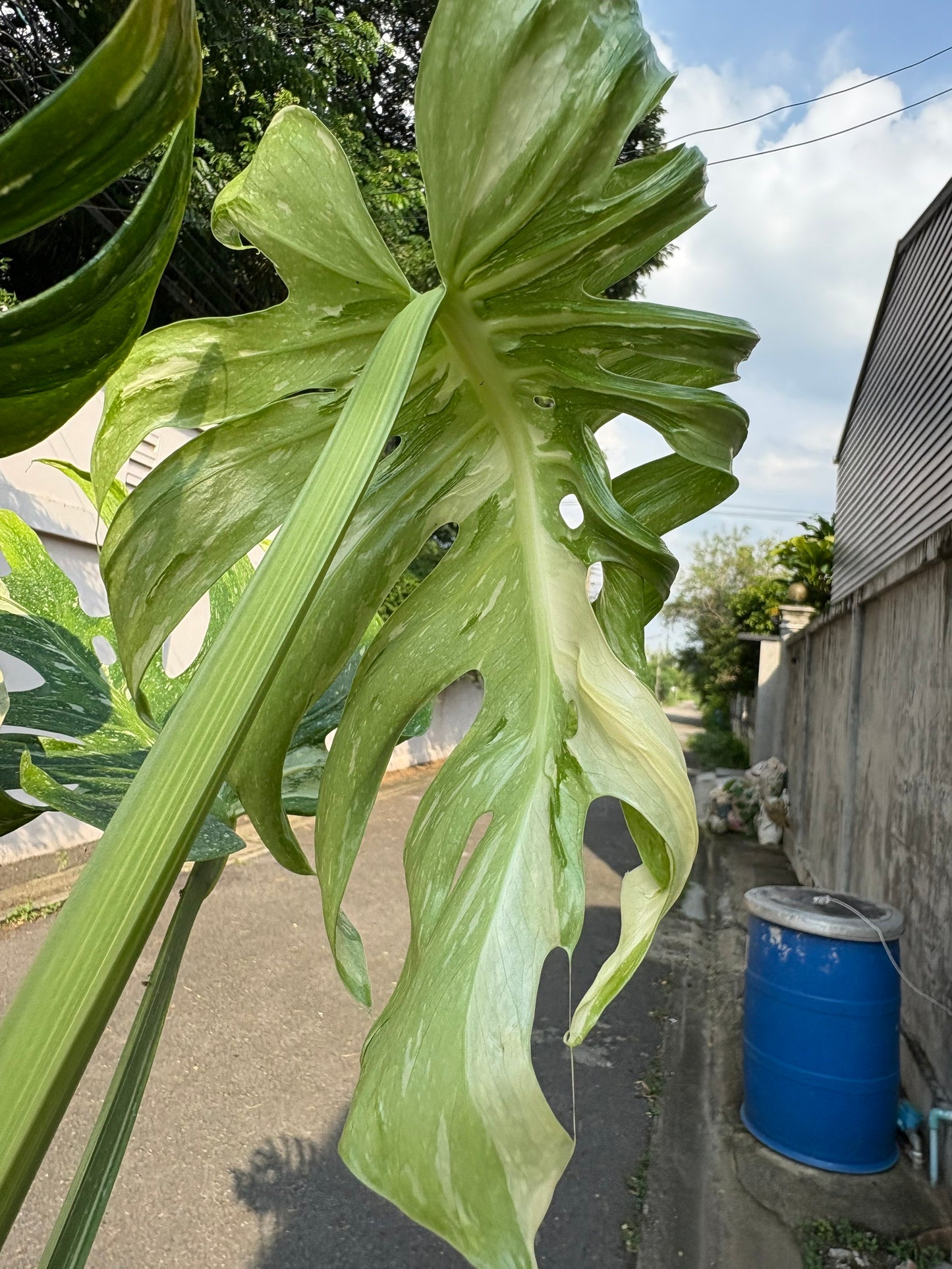 Rare Monstera Deliciosa “Medusa”