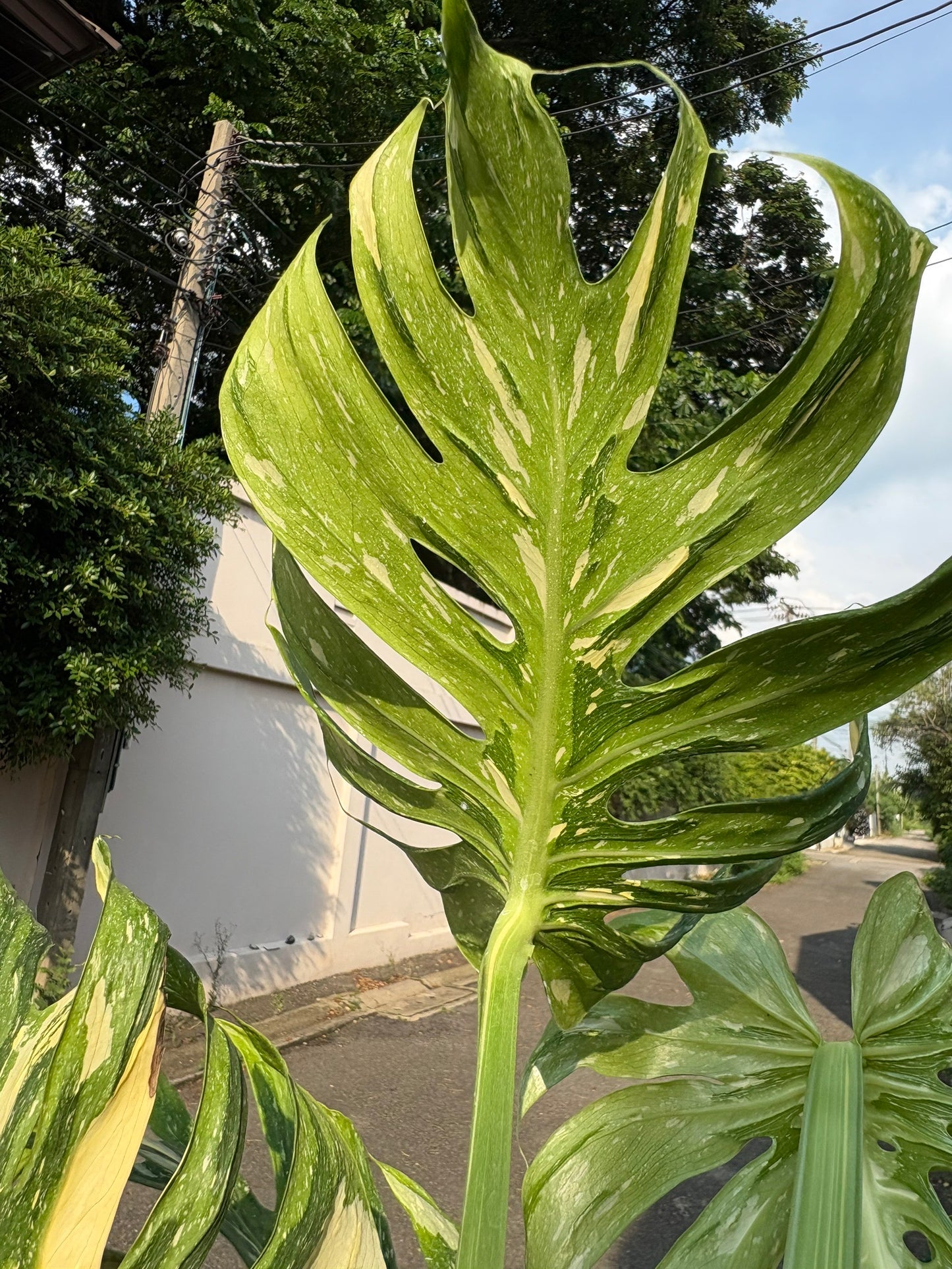 Rare Monstera Deliciosa “Medusa”