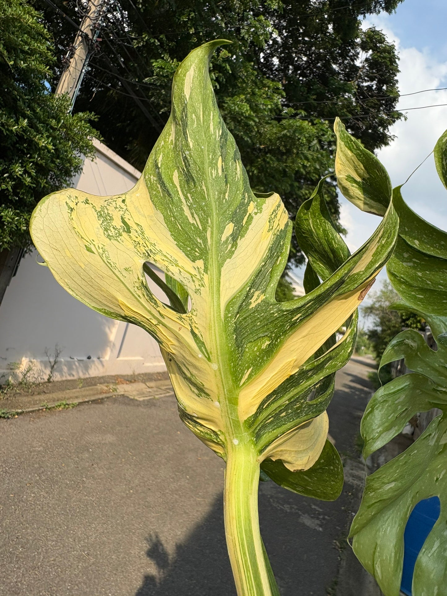 Rare Monstera Deliciosa “Medusa”
