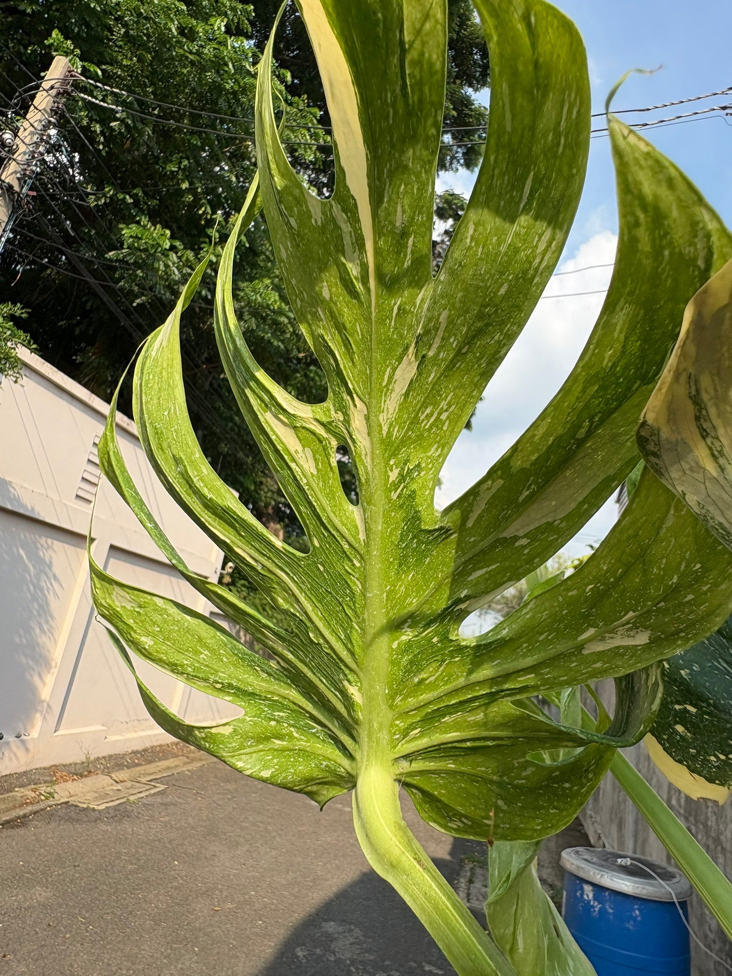 Rare Monstera Deliciosa “Medusa”